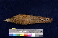 藍腹鷴藏品圖，第5張